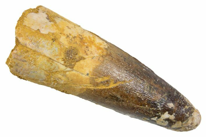 Juvenile Fossil Spinosaurus Tooth - Real Dinosaur Tooth #345877